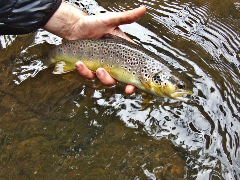 Llantarnam trout - CT from Cardiff